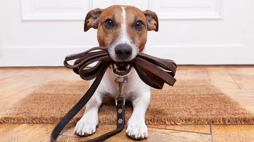 Du betrachtest gerade Effektive Mikroorganismen (EM) für Hunde