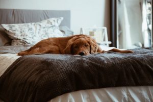 Mehr über den Artikel erfahren Tierheimhunde